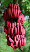 red-bananas